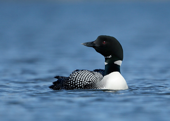Great Northern Diver Gavia immer