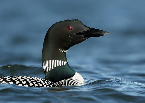 Great Northern Diver Gavia immer