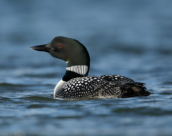 Great Northern Diver Gavia immer