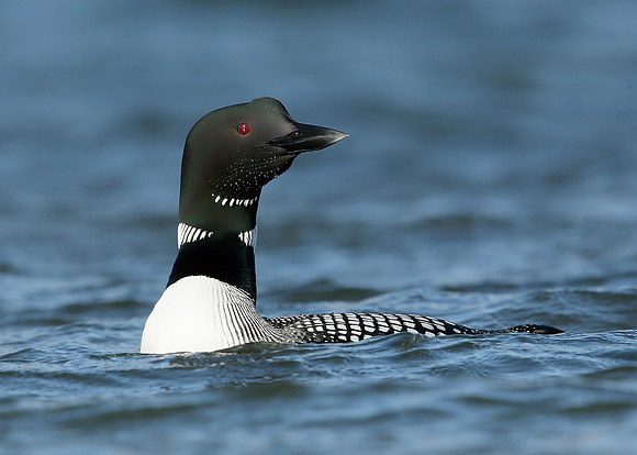 Great Northern Diver Gavia immer