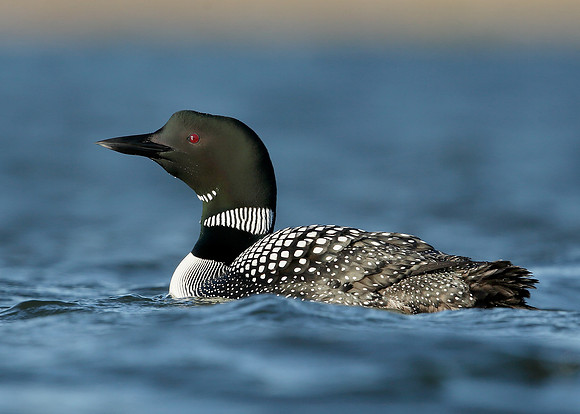 Great Northern Diver Gavia immer