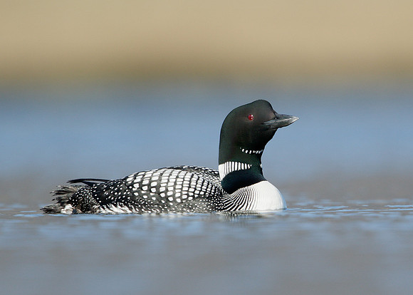 Great Northern Diver Gavia immer