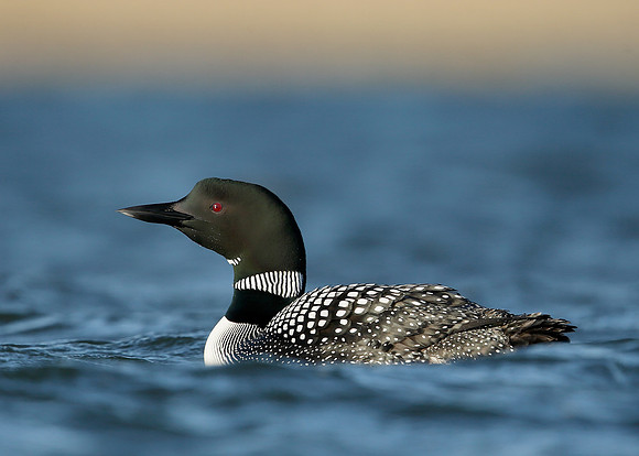 Great Northern Diver Gavia immer