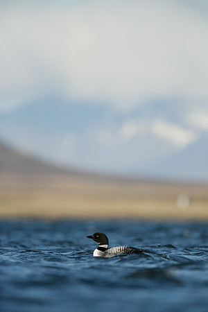 Great Northern Diver Gavia immer