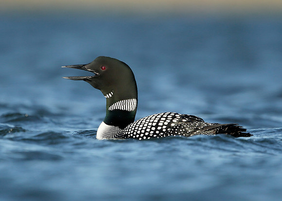 Great Northern Diver Gavia immer