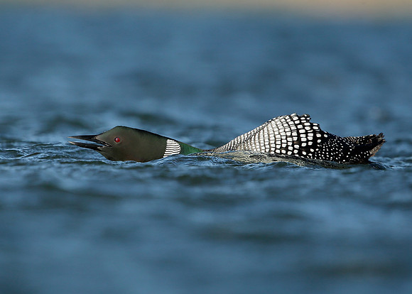 Great Northern Diver Gavia immer