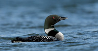 Great Northern Diver Gavia immer