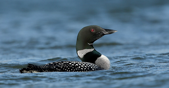 Great Northern Diver Gavia immer