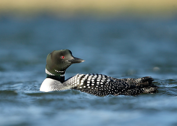 Great Northern Diver Gavia immer