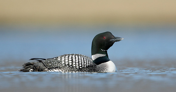 Great Northern Diver Gavia immer