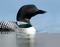 Divers & Grebes