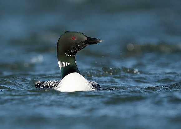 Great Northern Diver Gavia immer