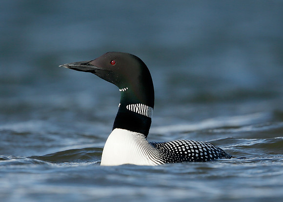 Great Northern Diver Gavia immer