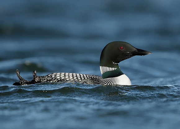 Great Northern Diver Gavia immer