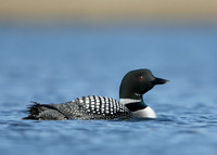 Great Northern Diver Gavia immer