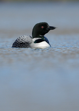Great Northern Diver Gavia immer