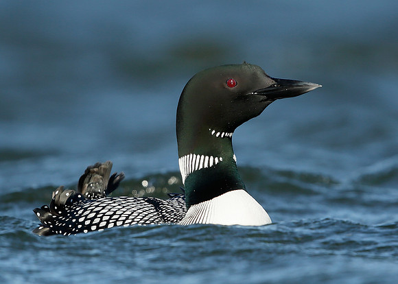 Great Northern Diver Gavia immer