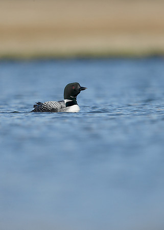 Great Northern Diver Gavia immer