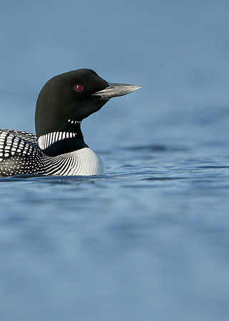 Great Northern Diver Gavia immer
