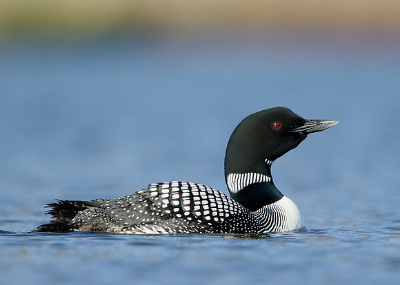Great Northern Diver Gavia immer