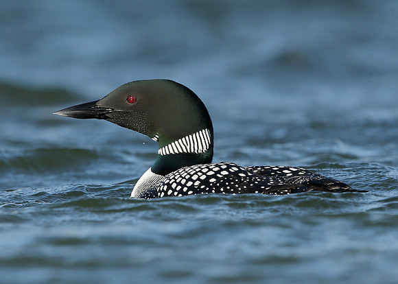 Great Northern Diver Gavia immer