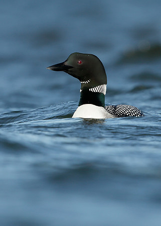 Great Northern Diver Gavia immer