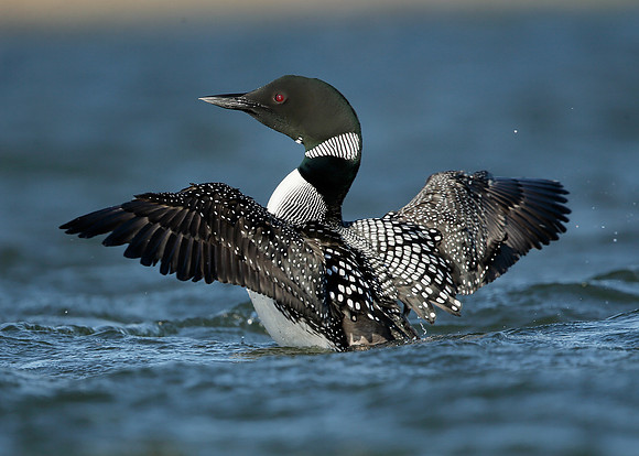 Great Northern Diver Gavia immer