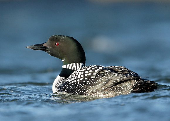 Great Northern Diver Gavia immer