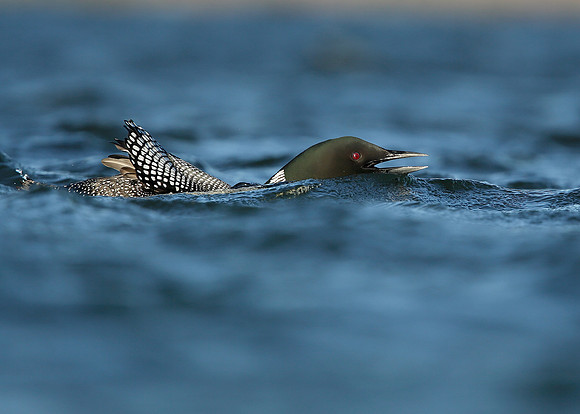 Great Northern Diver Gavia immer