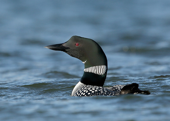 Great Northern Diver Gavia immer
