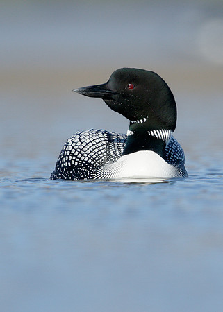 Great Northern Diver Gavia immer