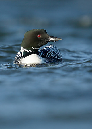 Great Northern Diver Gavia immer