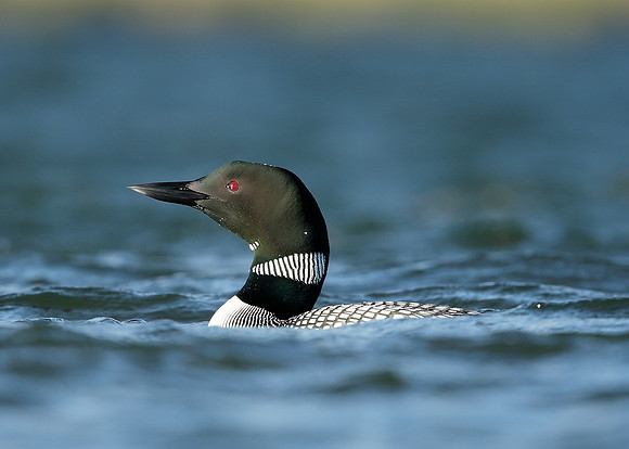 Great Northern Diver Gavia immer