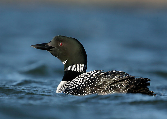 Great Northern Diver Gavia immer