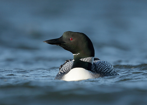 Great Northern Diver Gavia immer