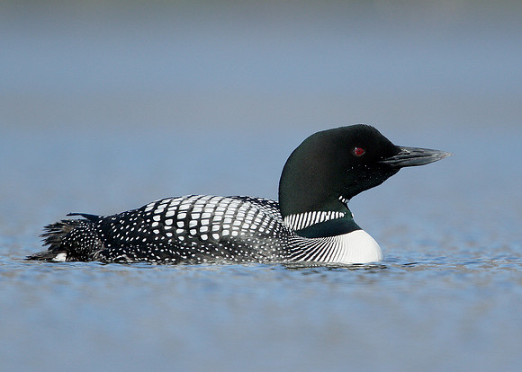 Great Northern Diver Gavia immer