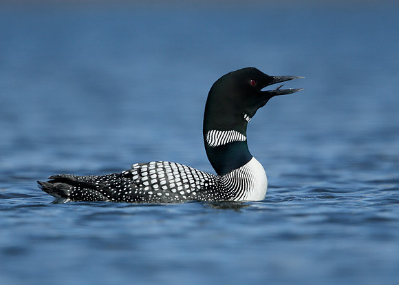 Great Northern Diver Gavia immer