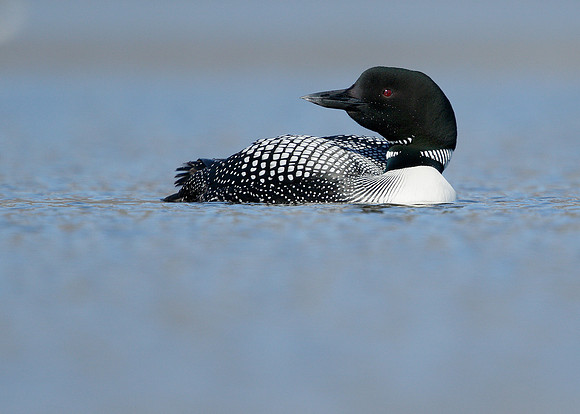 Great Northern Diver Gavia immer