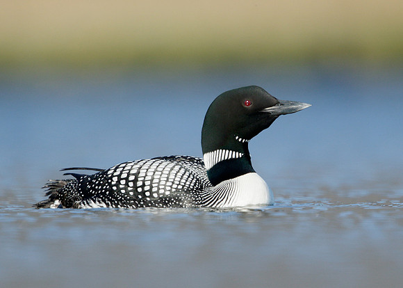 Great Northern Diver Gavia immer