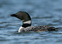 Great Northern Diver Gavia immer