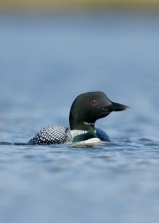 Great Northern Diver Gavia immer