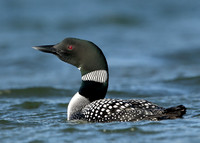 Great Northern Diver Gavia immer