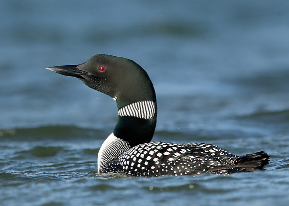 Great Northern Diver Gavia immer
