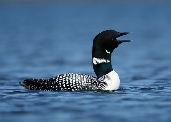 Great Northern Diver Gavia immer