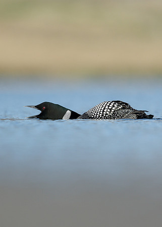 Great Northern Diver Gavia immer