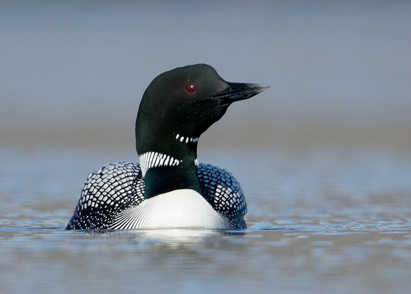 Great Northern Diver Gavia immer