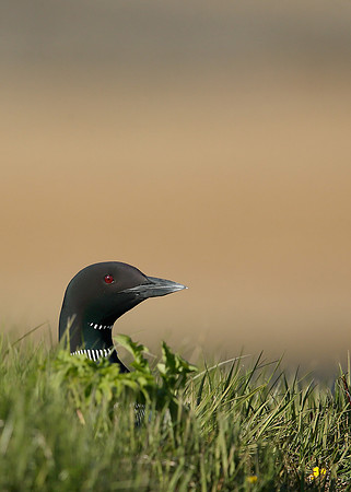 Great Northern Diver Gavia immer