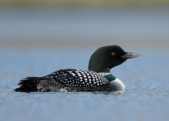Great Northern Diver Gavia immer