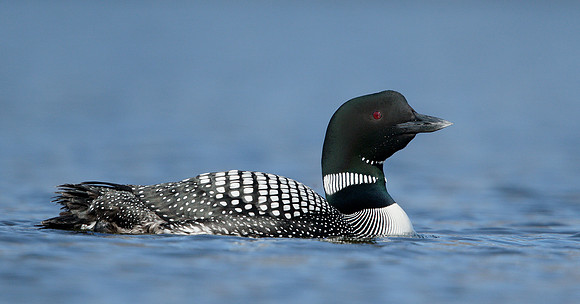 Great Northern Diver Gavia immer