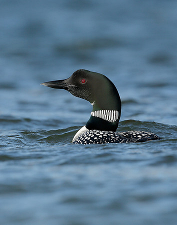 Great Northern Diver Gavia immer